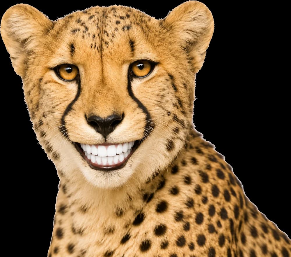 A cheetah flashing a big, healthy smile