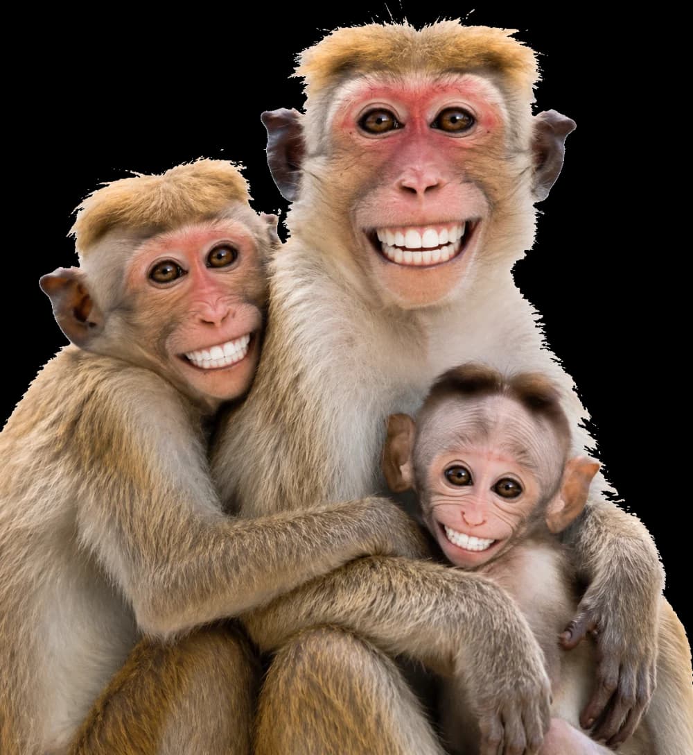 Three smiling monkeys keeping their teeth healthy